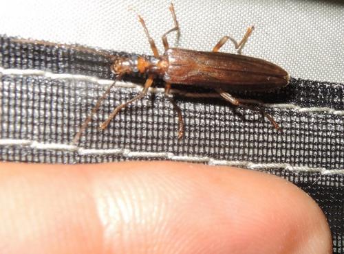 Oedemera femoralis